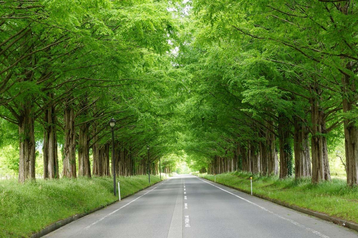 🌳 다카시마시 농업공원 마키노 픽랜드 (다카시마시 노교코엔 마키노 픽쿠란도)